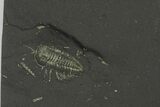 Pyritized Triarthrus Trilobite w/ Appendages & Micro Nautiloids #240674-1